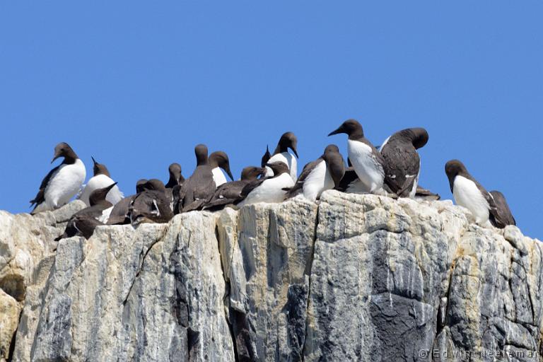 ENE-20120613-0248.jpg - [nl] Zeekoeten ( Uria aalge ) | Farne Islands, Northumberland, Engeland[en] Common Guillemots ( Uria aalge ) | Farne Islands, Northumberland, England